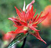 Spring Flower